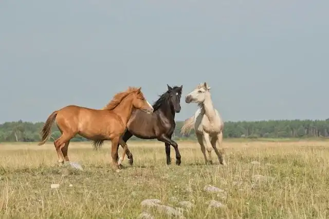 三匹马在绿地上代表自由与活力。照片由 Annika Treial 在 Unsplash 拍摄